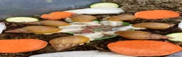 Snails invertebrates for sale: Albino Giant African Snails for sale! - Advert 8