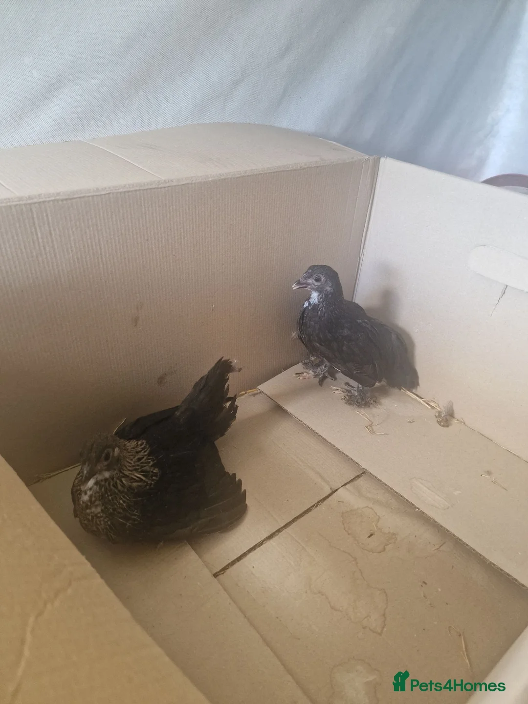 Chickens poultry for sale: Black sablepoots available  in Rotherham - Advert 4