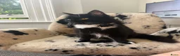 British Longhair cats for sale: Cat for rehoming  - Advert 3