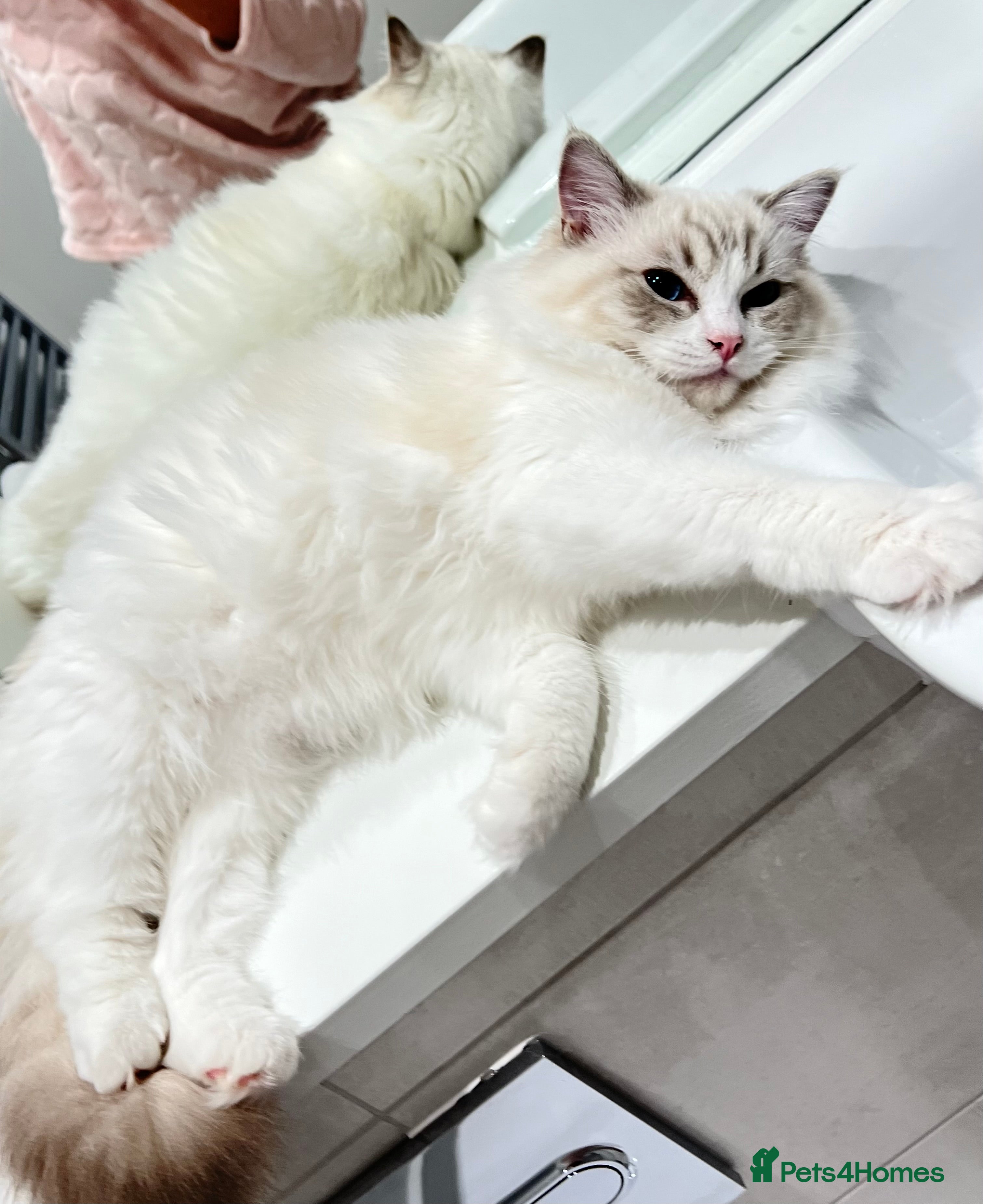 Ragdoll cats Tica Seal Lynx Tabby Point Bicolor Active Female  - Advert 4