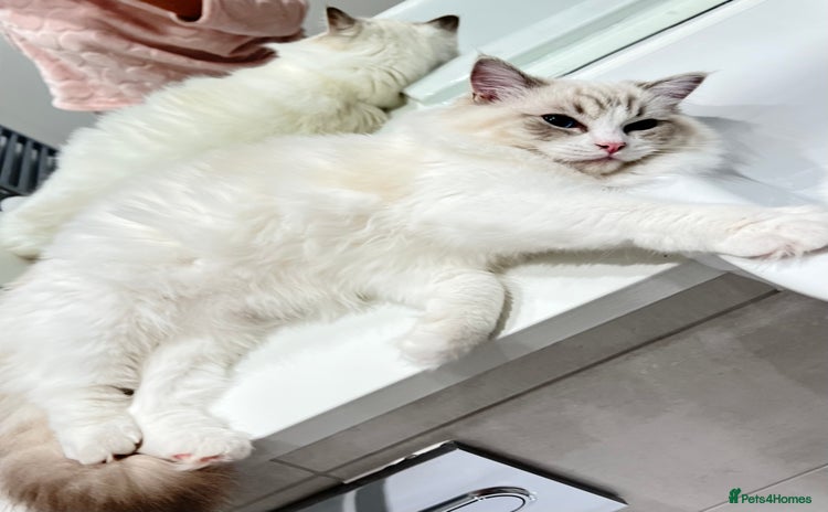Ragdoll cats - Advert 8