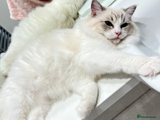 Ragdoll cats - Advert 4