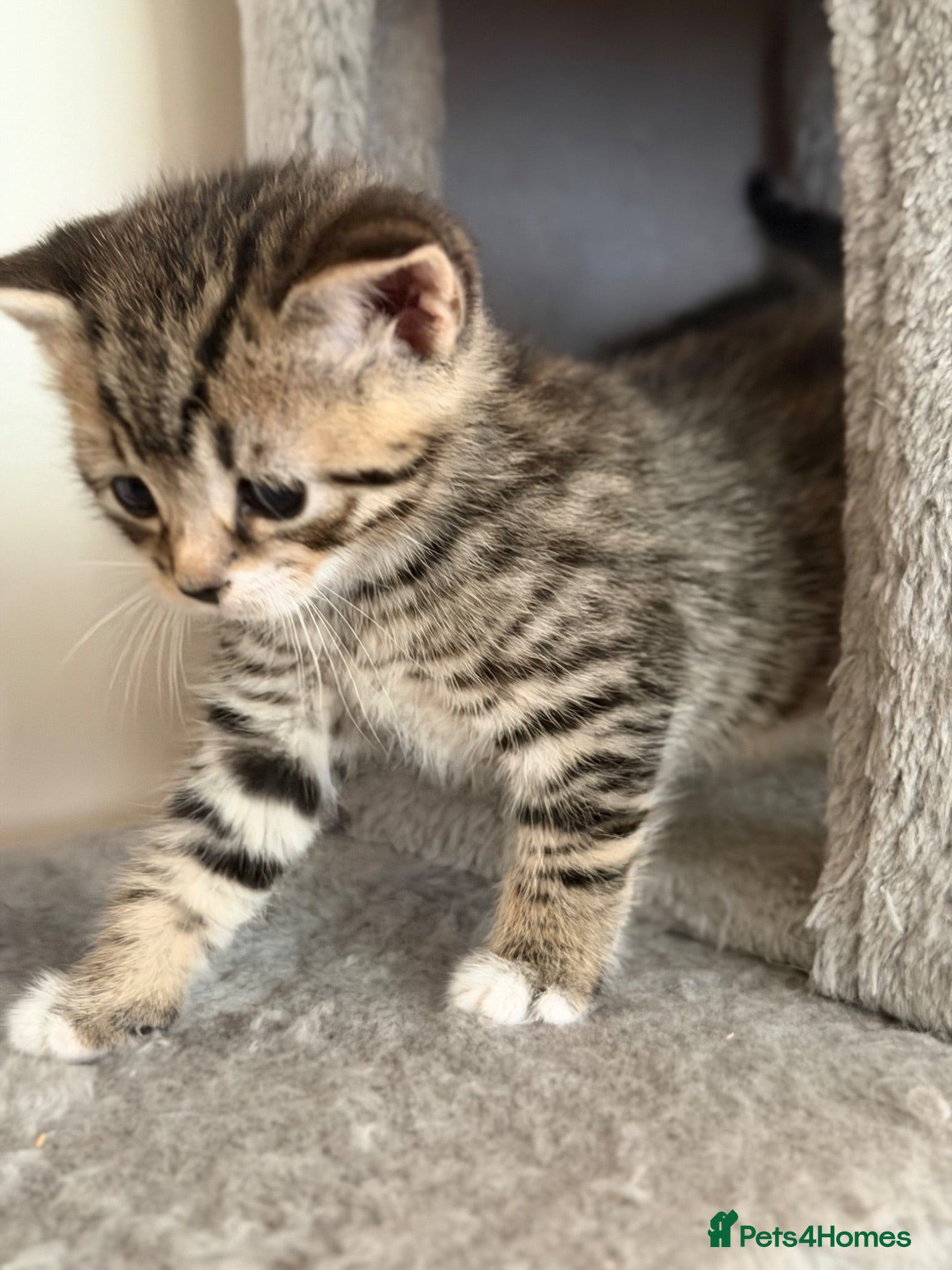 Mixed Breed cats Kittens Looking for Their Forever Homes!  - Advert 2