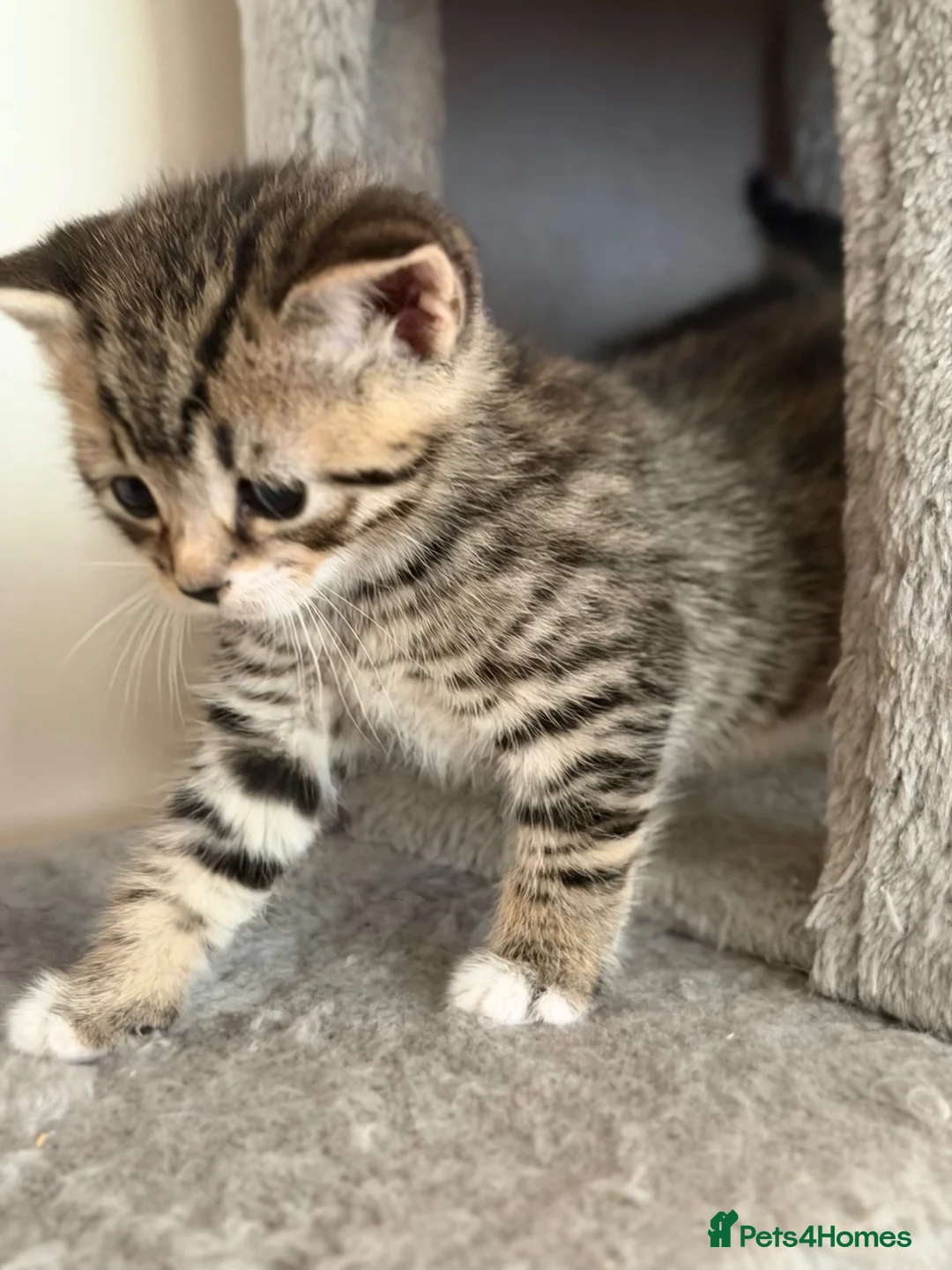 Mixed Breed cats for sale: Kittens Looking for Their Forever Homes!  - Advert 1