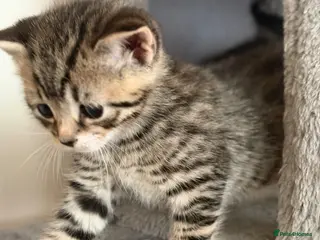 Mixed Breed cats Kittens Looking for Their Forever Homes! - Advert 1
