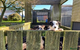 Border Collie dogs for sale: Border Collie Puppies For Sale - Advert 8
