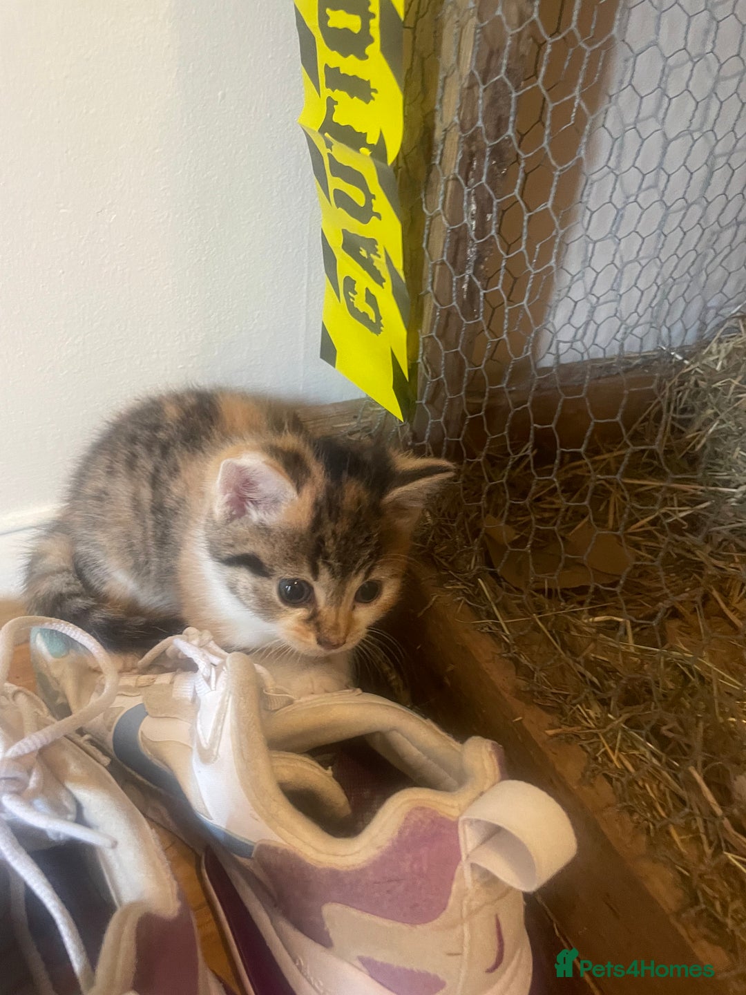 Domestic Shorthair cats for sale: Beautiful litter of kittens for sale  - Image 8