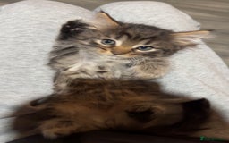 Mixed Breed cats for sale: Two beautiful kittens  - Image 3