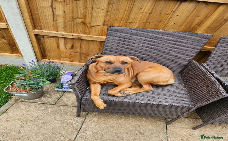 Mixed Breed dogs - Advert 1