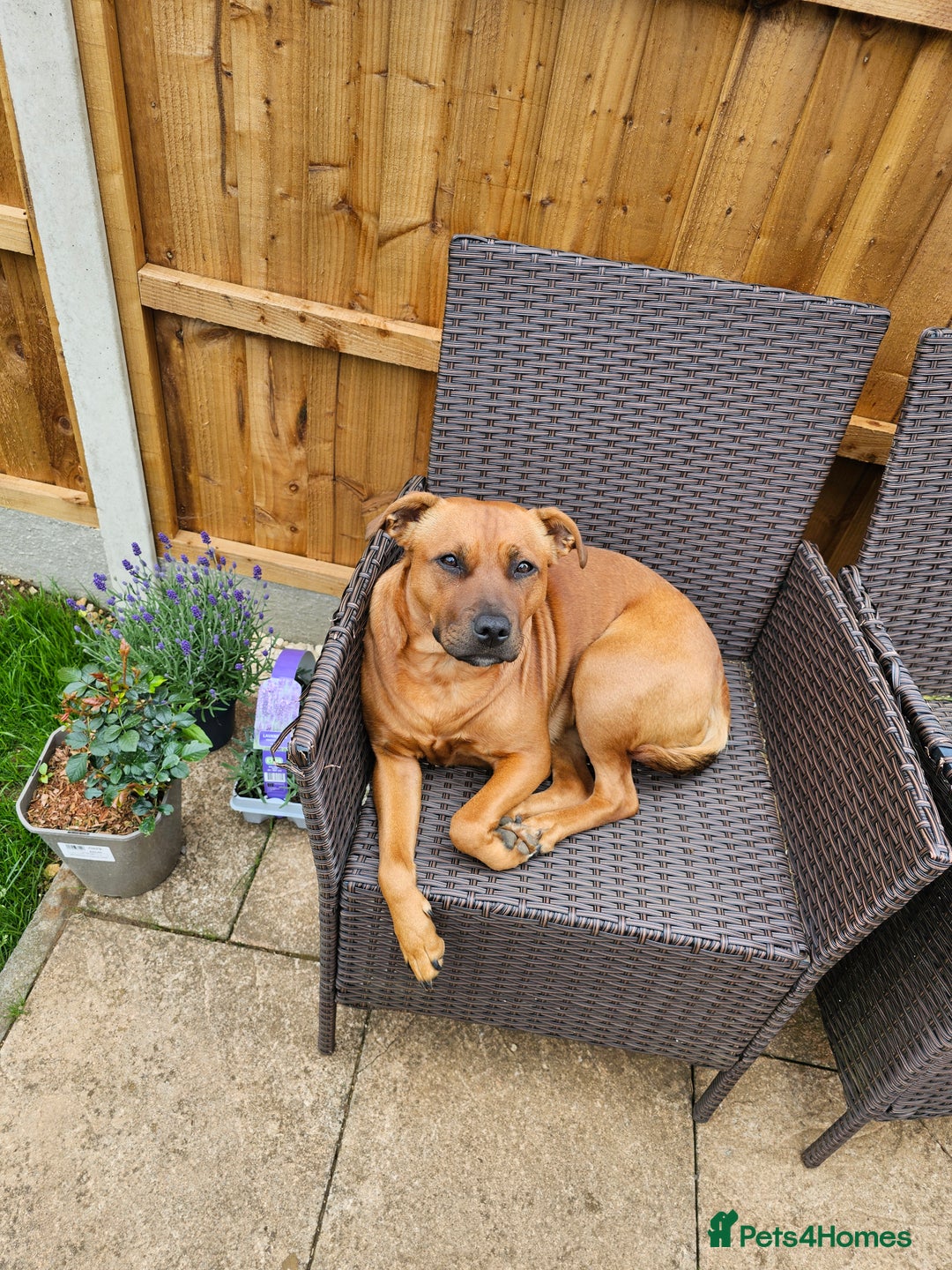Mixed Breed dogs for sale: Bonnie - Image 1