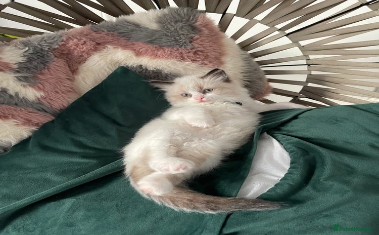 Ragdoll cats - Advert 15