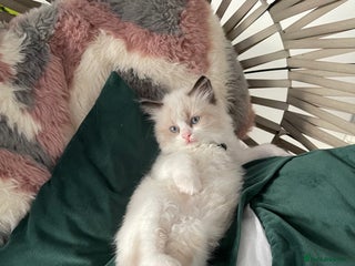 Ragdoll cats - Advert 5