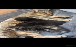 Domestic Shorthair cats for sale: 3 Beautiful kittens  - Image 1