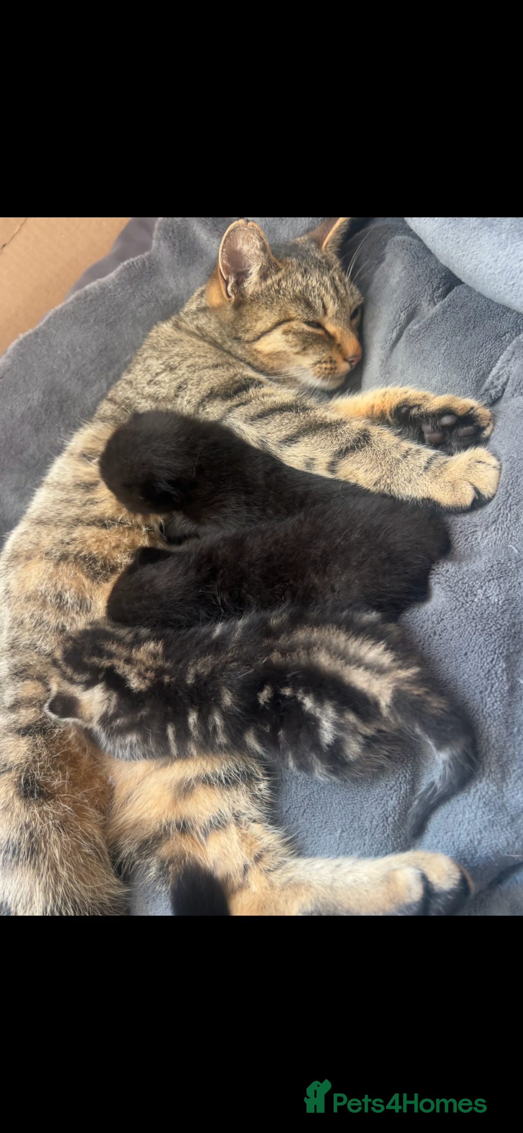 Domestic Shorthair cats for sale: 3 Beautiful kittens  - Image 1