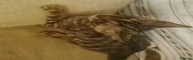 Mixed Breed 2