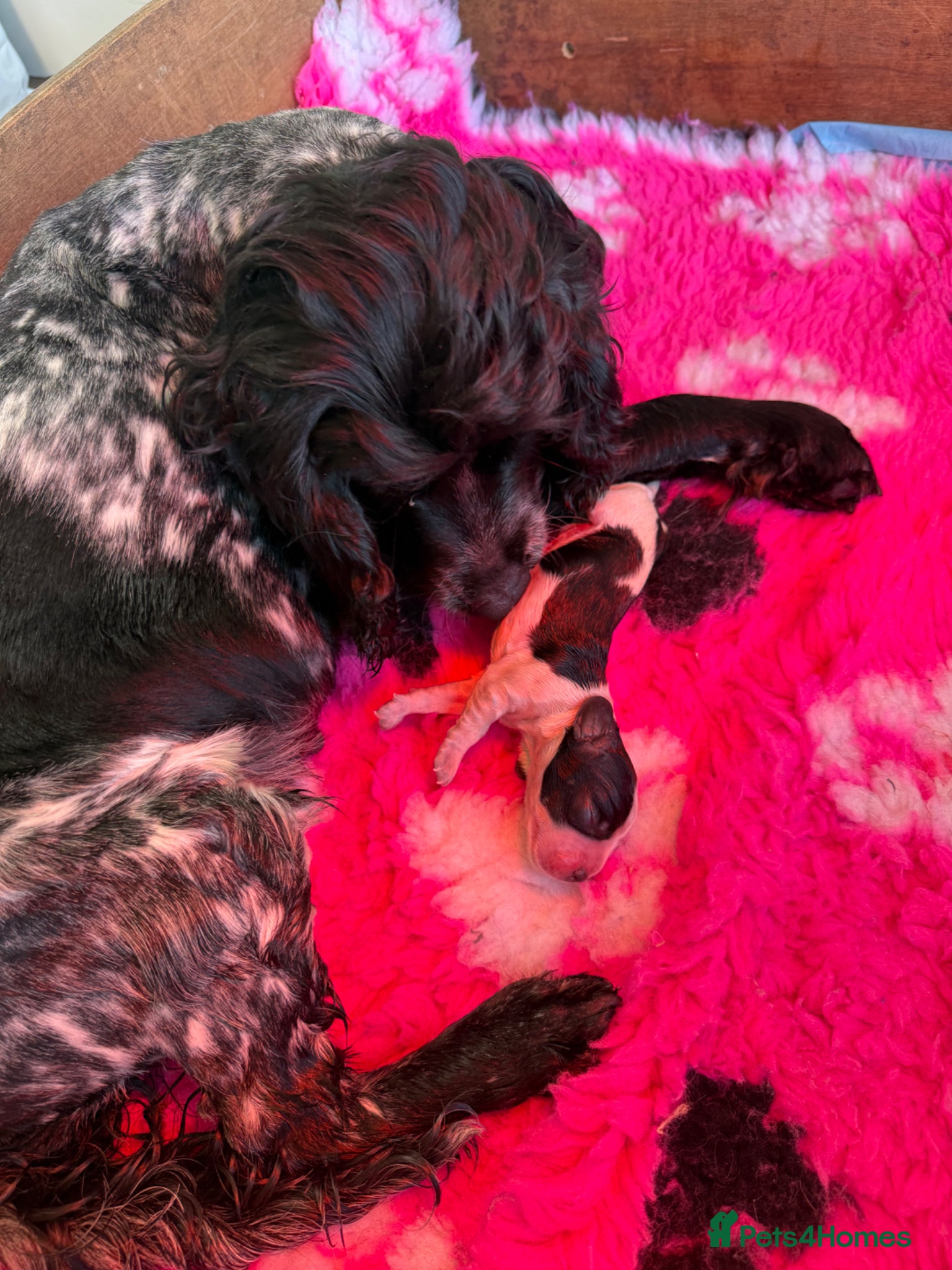 Cocker Spaniel dogs for sale: 5 Gorgeous Chunky Show Type Cocker Spaniels  - Advert 22