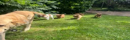 Cavapoo dogs for sale: Cavapoo puppies for sale  in Sittingbourne - Advert 9