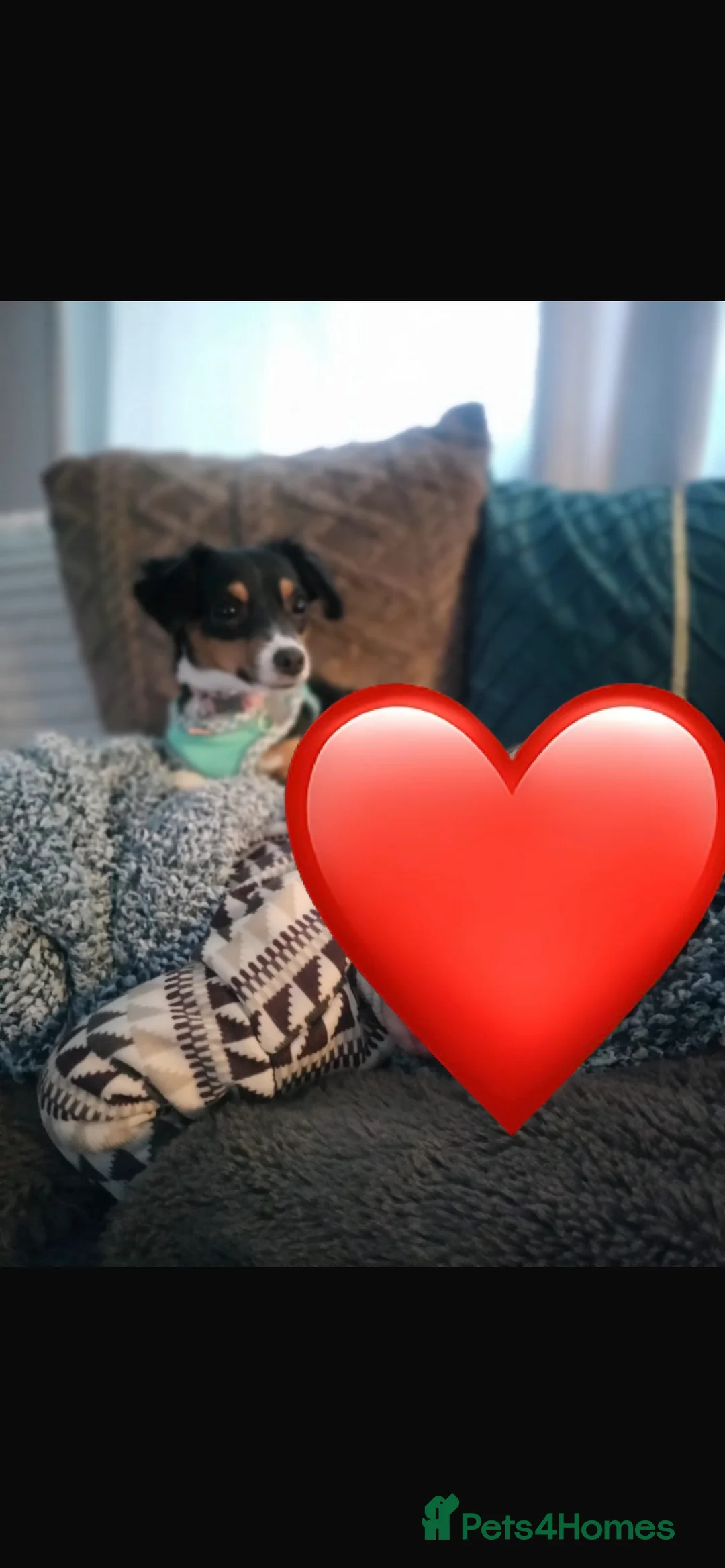 Jackshund dogs for sale: 10 month old puppy for sale in Holmfirth - Advert 8