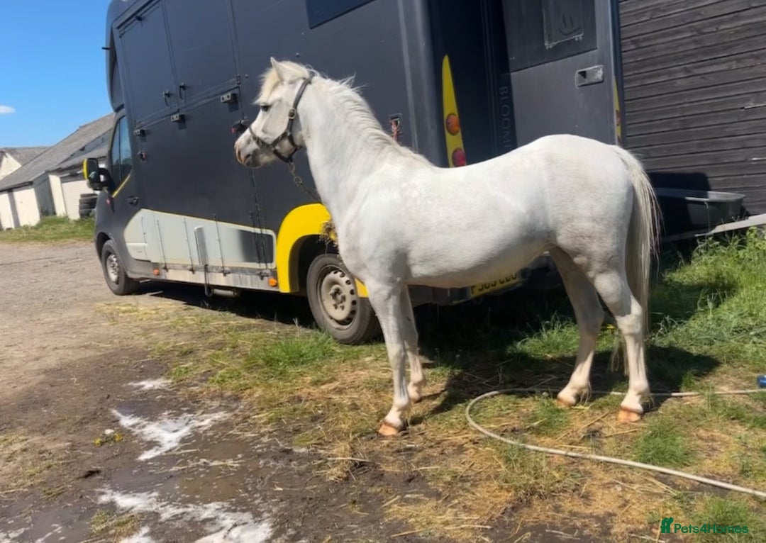 Welsh Section A horses for sale: uptown hope🏡 the absolute mothers dream… - Image 1