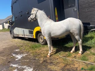 Welsh Section A horses - Advert 3