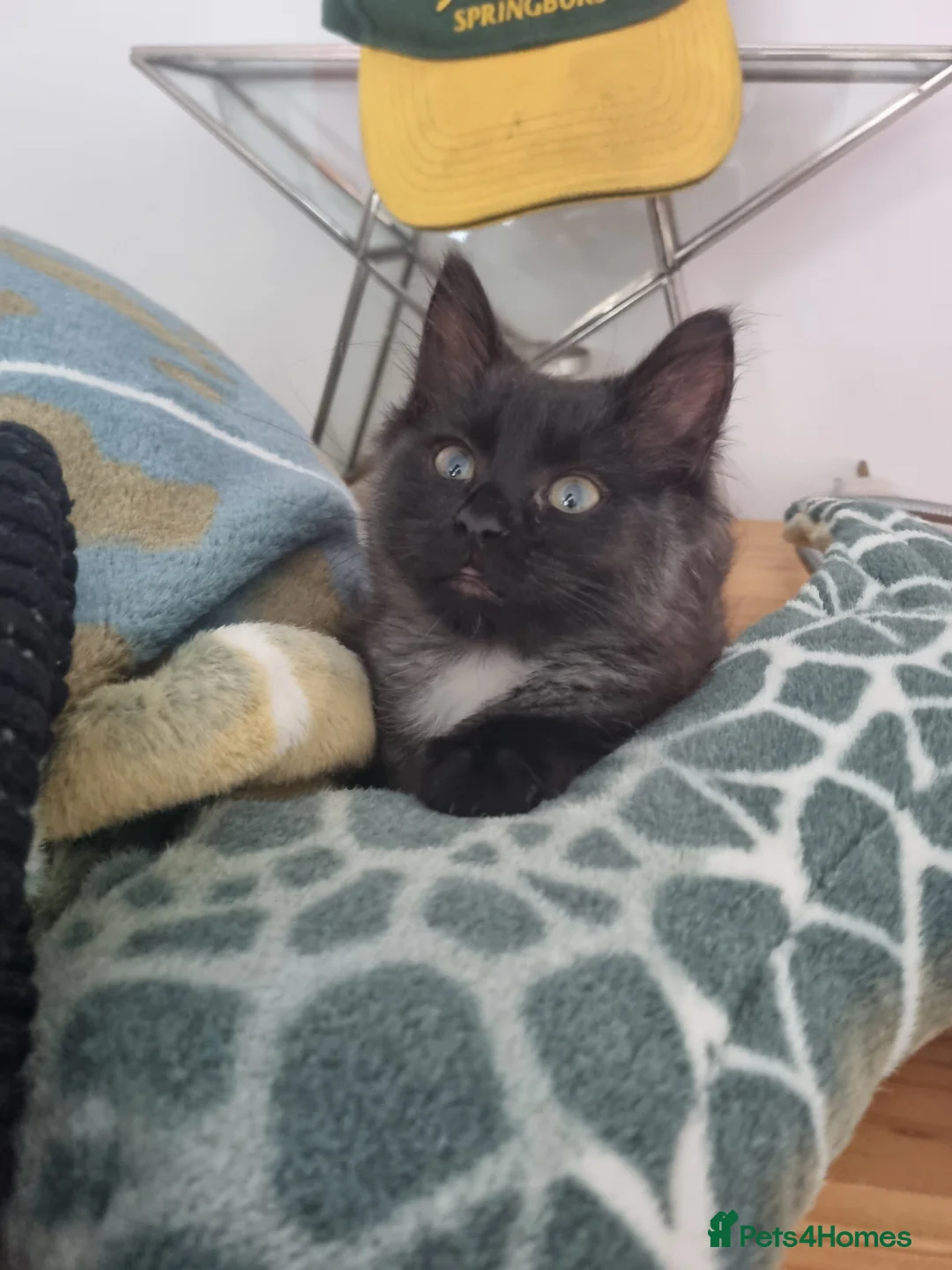 Mixed Breed cats for sale: Longhair black cat in Chipping Norton - Advert 6