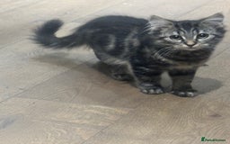 British Shorthair cats for sale: Charming British Shorthair-Siberian Mix kitten - Image 1