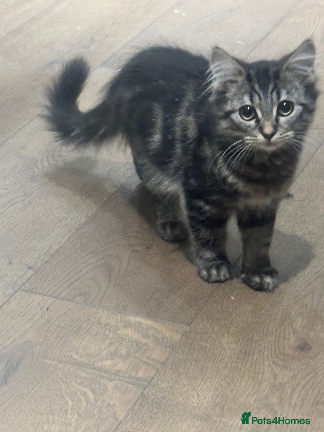 British Shorthair cats for sale: Charming British Shorthair-Siberian Mix kitten - Image 1