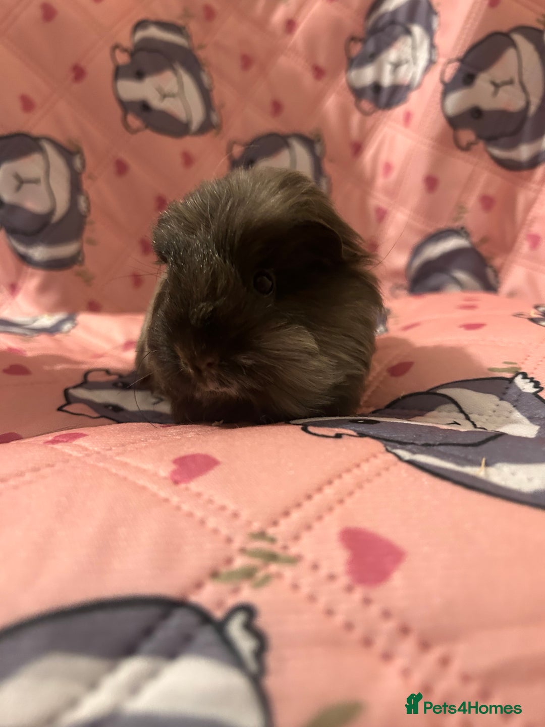 Guinea Pig rodents for sale: Lovely Teddy and Coronet baby guinea pigs  - Advert 3