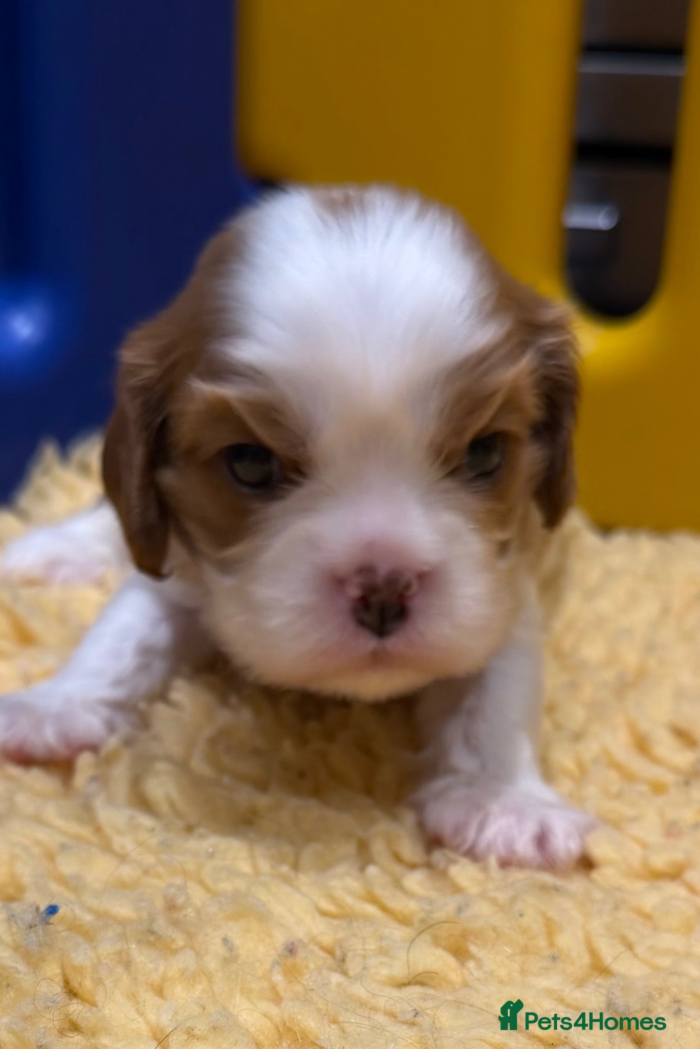 Cavalier King Charles Spaniel dogs KC reg 2 boys 2 girls - Advert 1