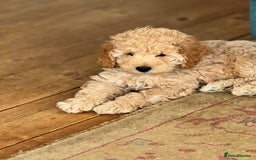 Cockapoo dogs for sale: Daisy Doodles & Marvels Pups in Spilsby - Image 2
