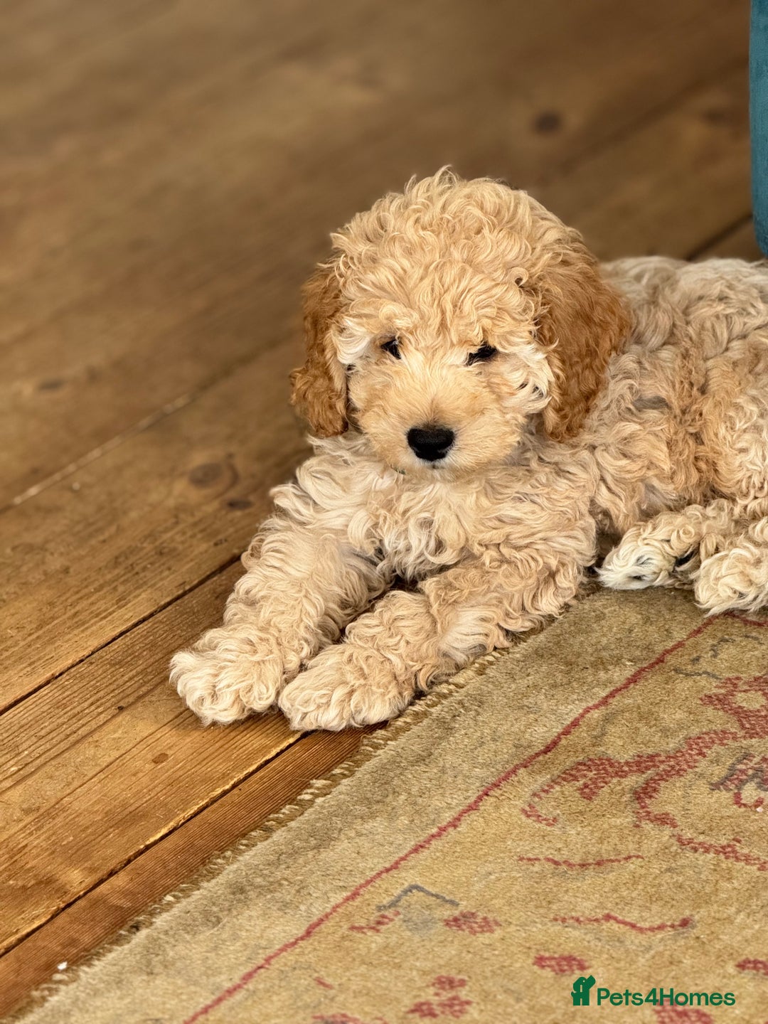 Cockapoo dogs for sale: Daisy Doodles & Marvels Pups in Spilsby - Image 2