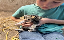 British Shorthair cats for sale: Beautiful litter of adorable kittens - Image 24