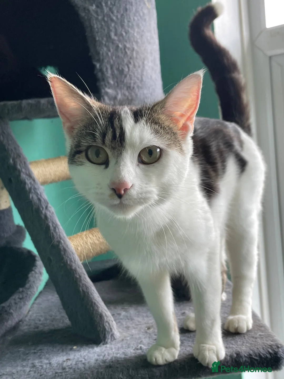 Domestic Shorthair cats for sale: Female Kittens Looking for Their Forever Homes - Advert 7