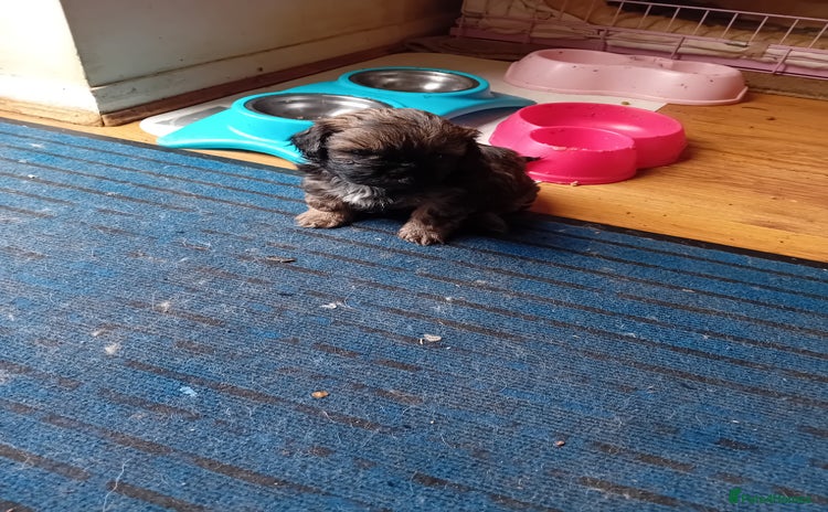 Shih Tzu dogs - Advert 16