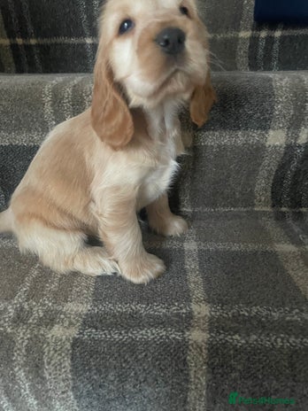 Cocker Spaniel dogs Kc show cocker spaniels with 5 week free insurance - Advert 1