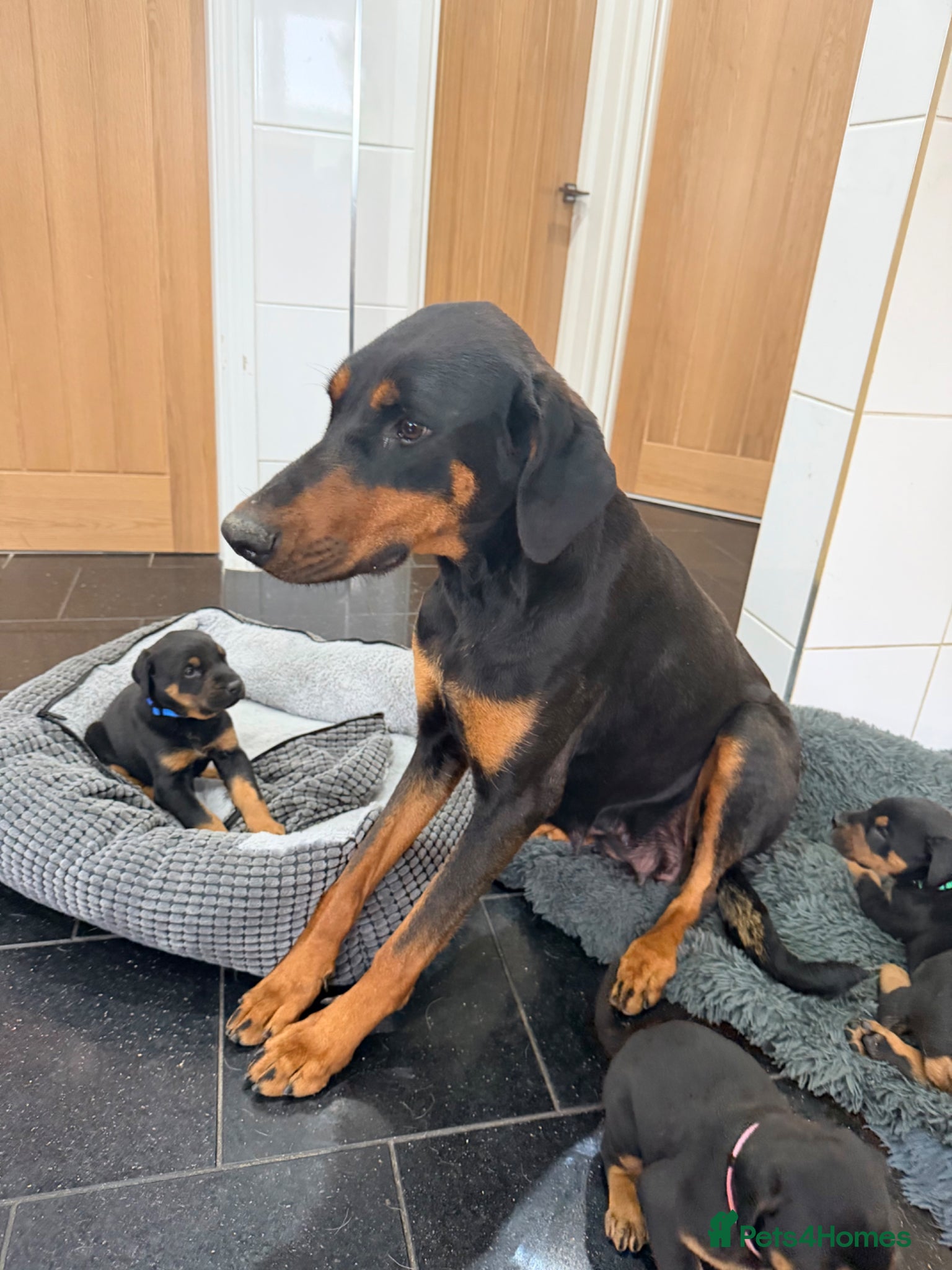 Dobermann dogs for sale: Dobermann puppies available - loving homes wanted  - Advert 1