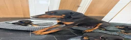 Dobermann dogs for sale: Dobermann puppies available - loving homes wanted  - Advert 1