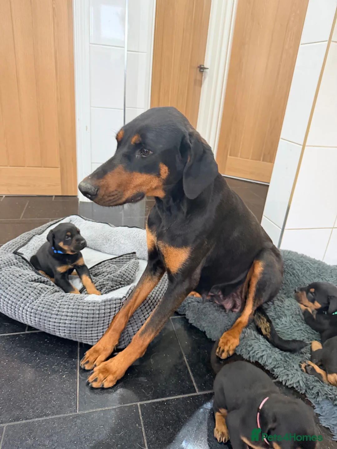 Dobermann dogs for sale: Dobermann puppies available - loving homes wanted  - Advert 1