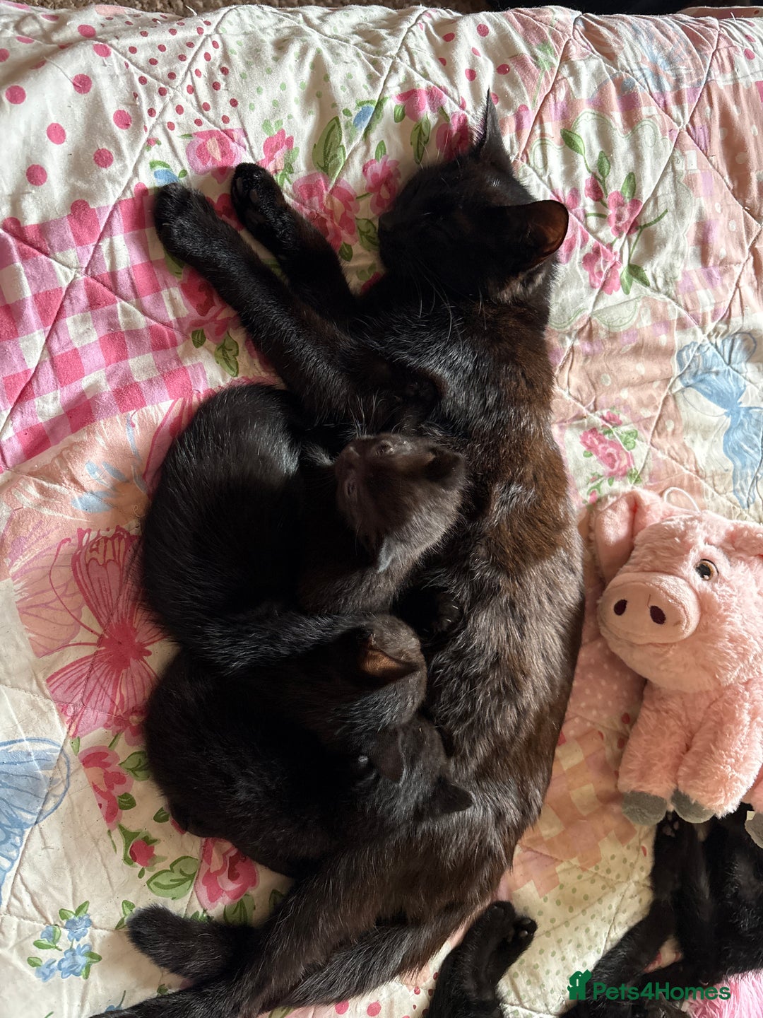 Mixed Breed cats for sale: Kittens  - Image 4