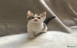 Mixed Breed cats for sale: Bring Home a Bundle of Joy Kittens Ready Oct. 2nd! - Image 18