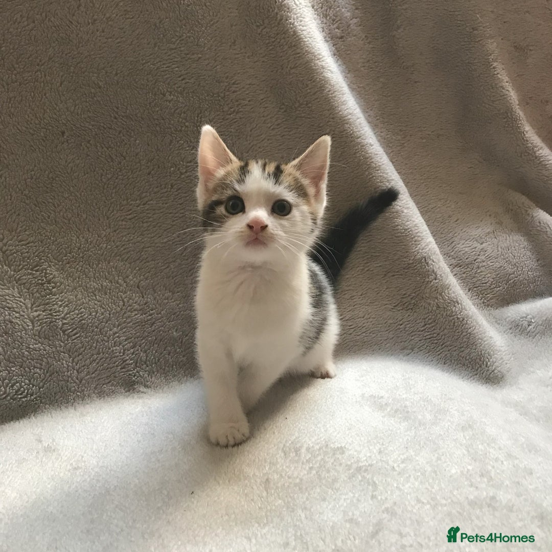 Mixed Breed cats for sale: Bring Home a Bundle of Joy Kittens Ready Oct. 2nd! - Image 18