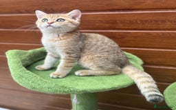 British Shorthair cats for sale: Last golden boy left 😻🌸🌼🌺 tica registered 😻 in Hayes - Image 8