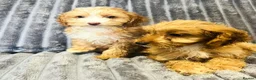 Cockapoo dogs for sale: F1 cockapoo girls two left READY TO LEAVE 🐶!!!!! - Advert 5