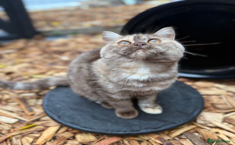 British Shorthair cats - Advert 6
