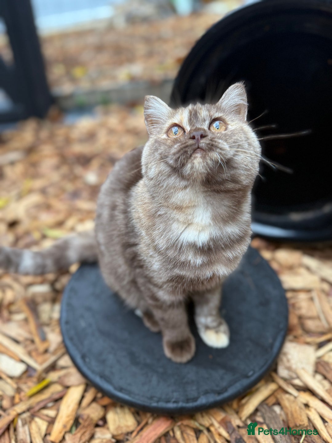 British Shorthair cats for sale: Beautiful choc and caramel (REDUCED) - Image 1