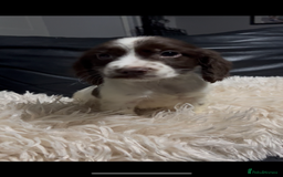 Cocker Spaniel dogs for sale: 💙Adorable Cocker spaniel puppies❤️ - Advert 4