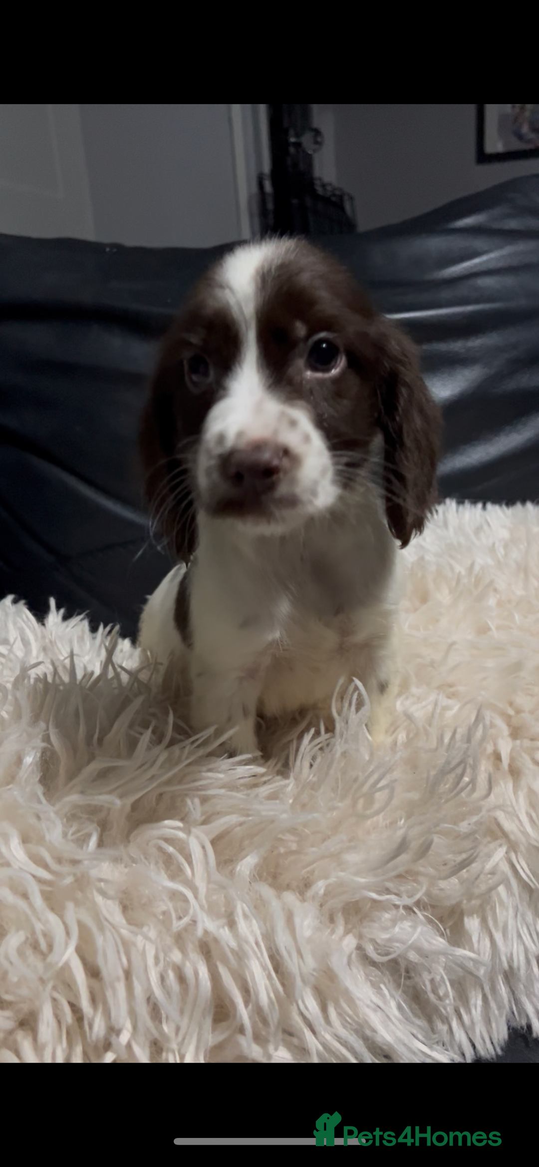 Cocker Spaniel dogs for sale: 💙Adorable Cocker spaniel puppies❤️ - Advert 4