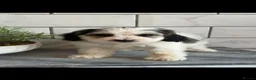 Cockapoo dogs for sale: Ready now f1 Cockerpoos  - Advert 19