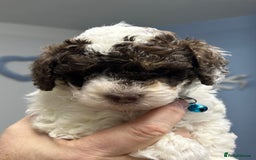 Toy Poodle dogs for sale: Toy poodle boy chocolate and white  - Advert 3