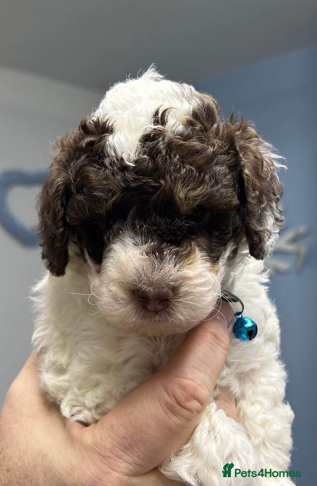 Toy Poodle dogs for sale: Toy poodle boy chocolate and white  - Advert 3